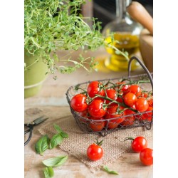TOMATE CERISE GRAPPE