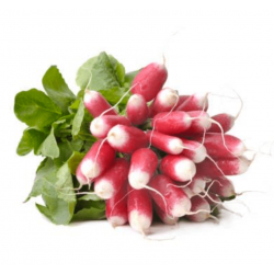 RADIS ROSE BOTTE