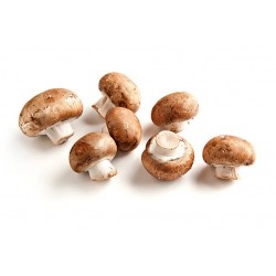 CHAMPIGNON DE PARIS