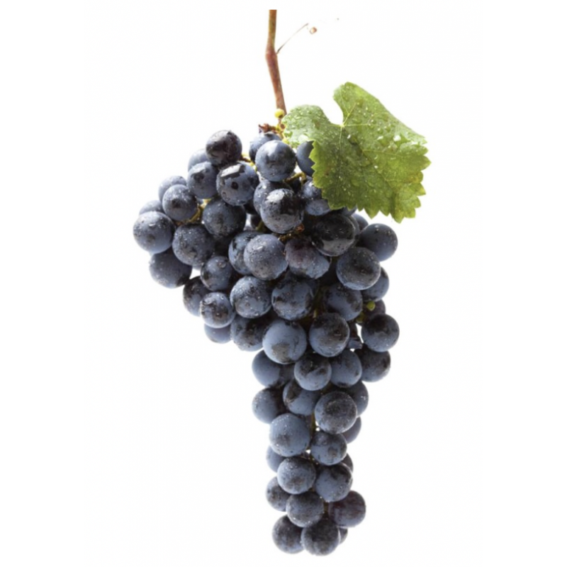 RAISIN NOIR MUSCAT