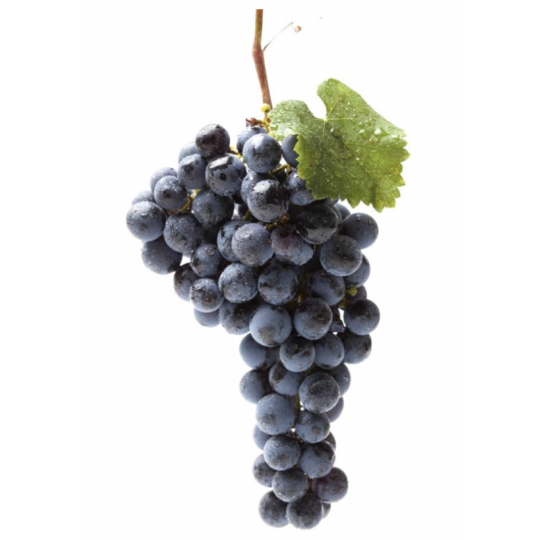 RAISIN NOIR MUSCAT RAISIN NOIR MUSCAT