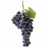 RAISIN NOIR MUSCAT