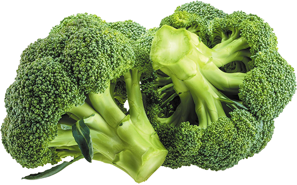 BROCOLI - Pièce