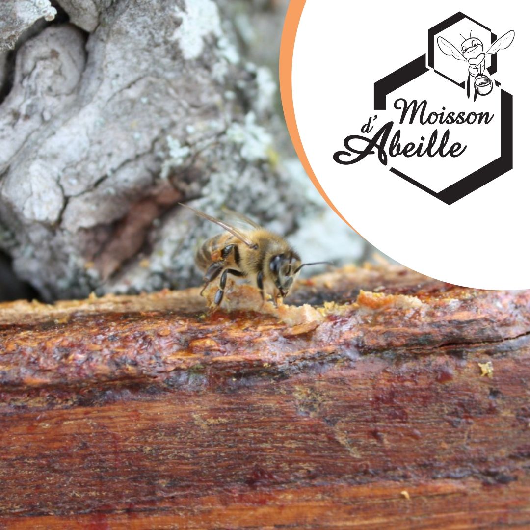 Moisson d'Abeille