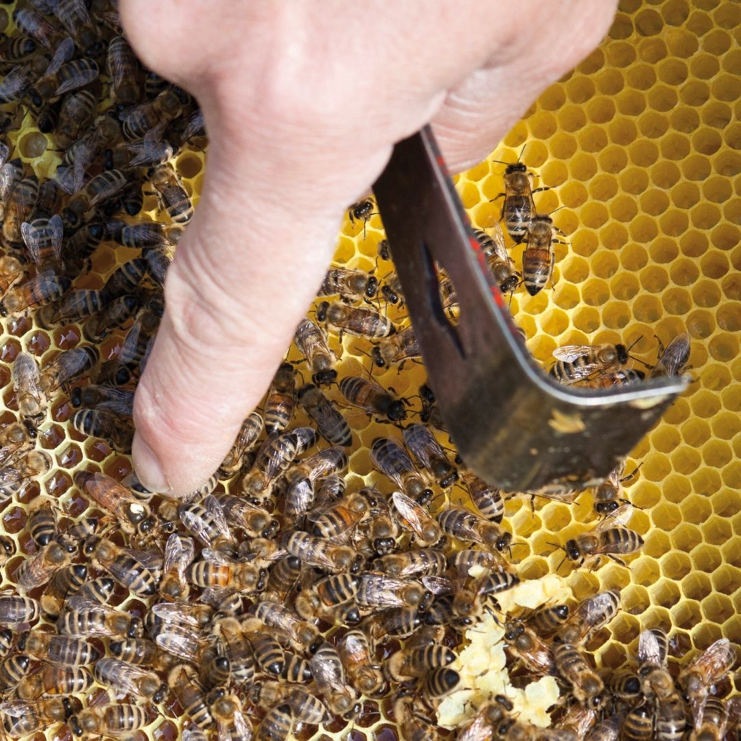 Moisson d'Abeille