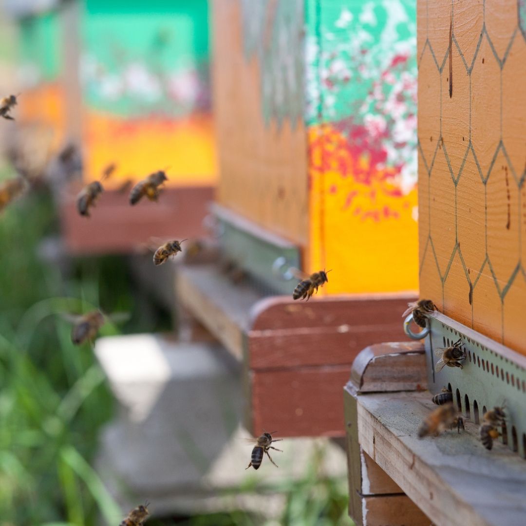 Moisson d'Abeille